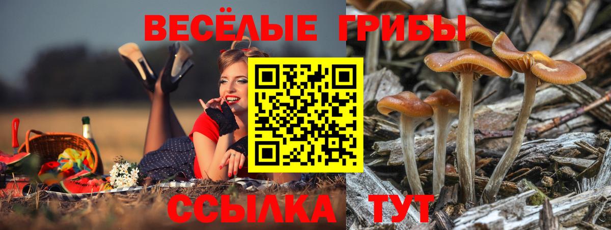 Галлюциногенные грибы прущие грибы  Вход с VPN  Таганрог 
